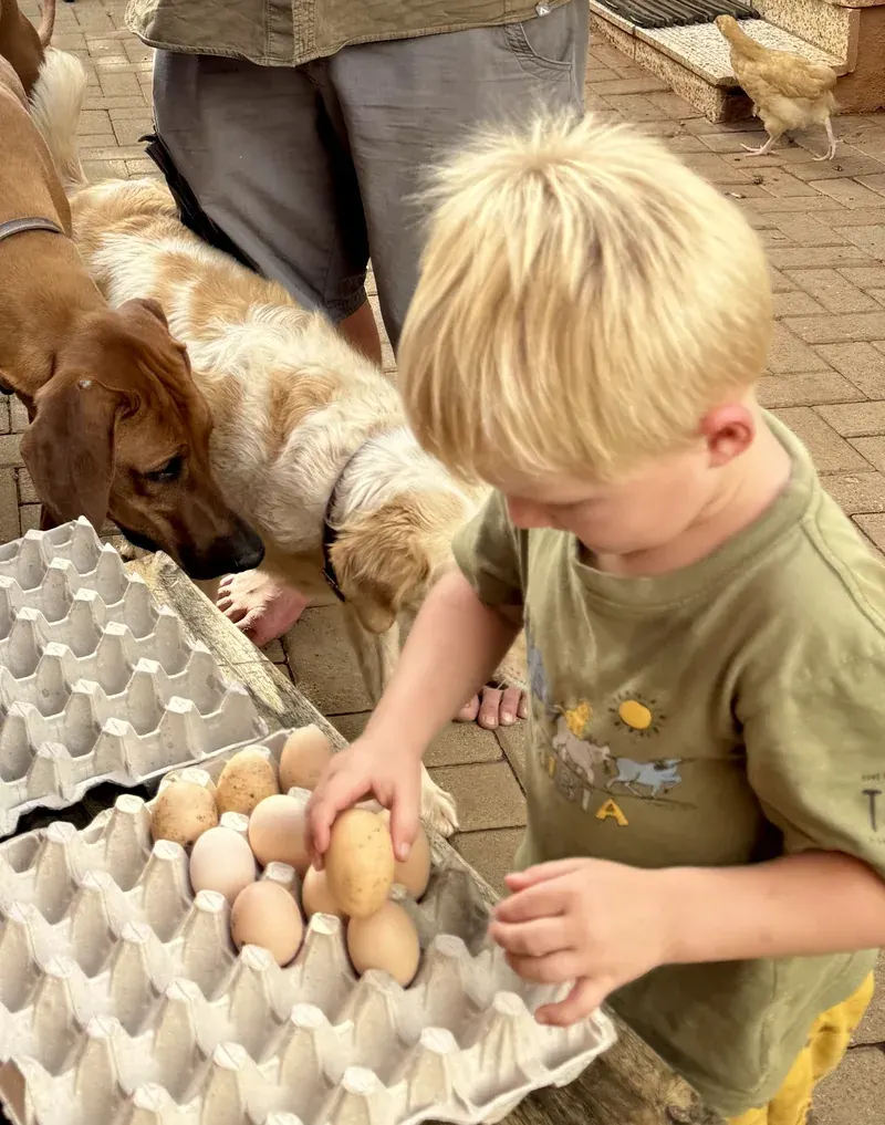 Collecting eggs